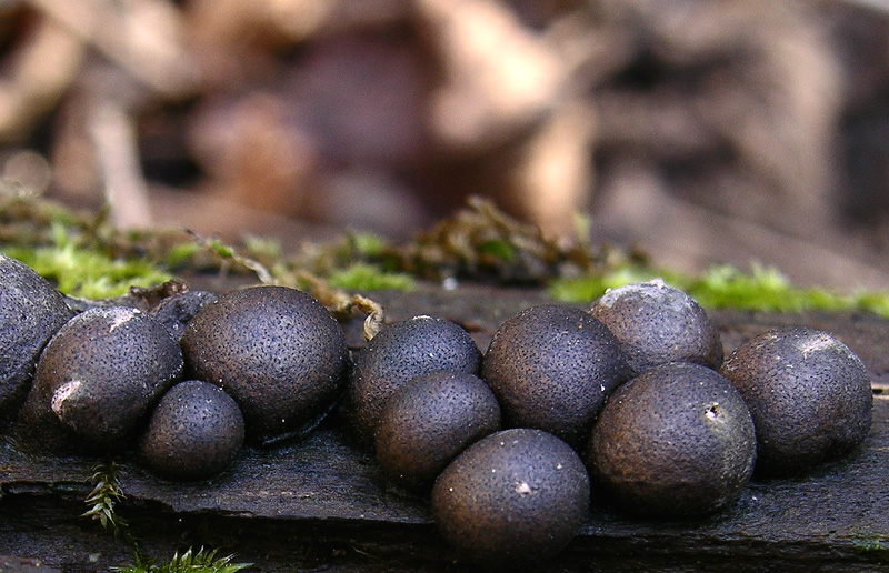 Ecco i primi ascomiceti.